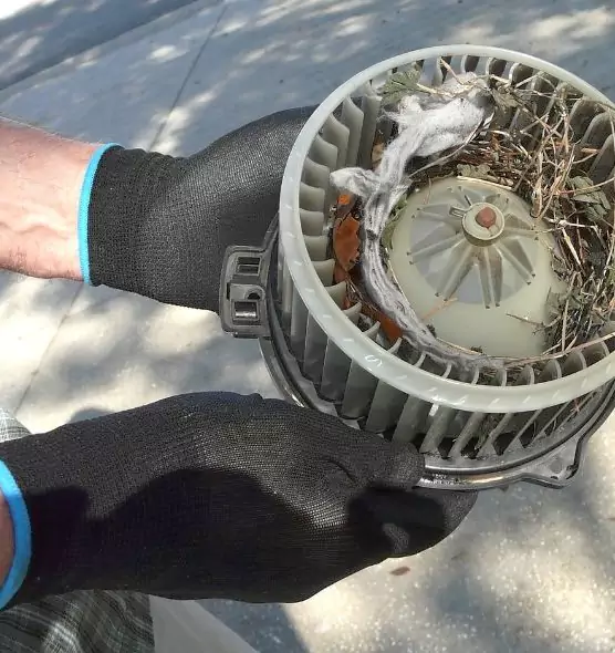 About Air Duct Mice Removal in Charleston, SC